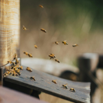 Individual Membership